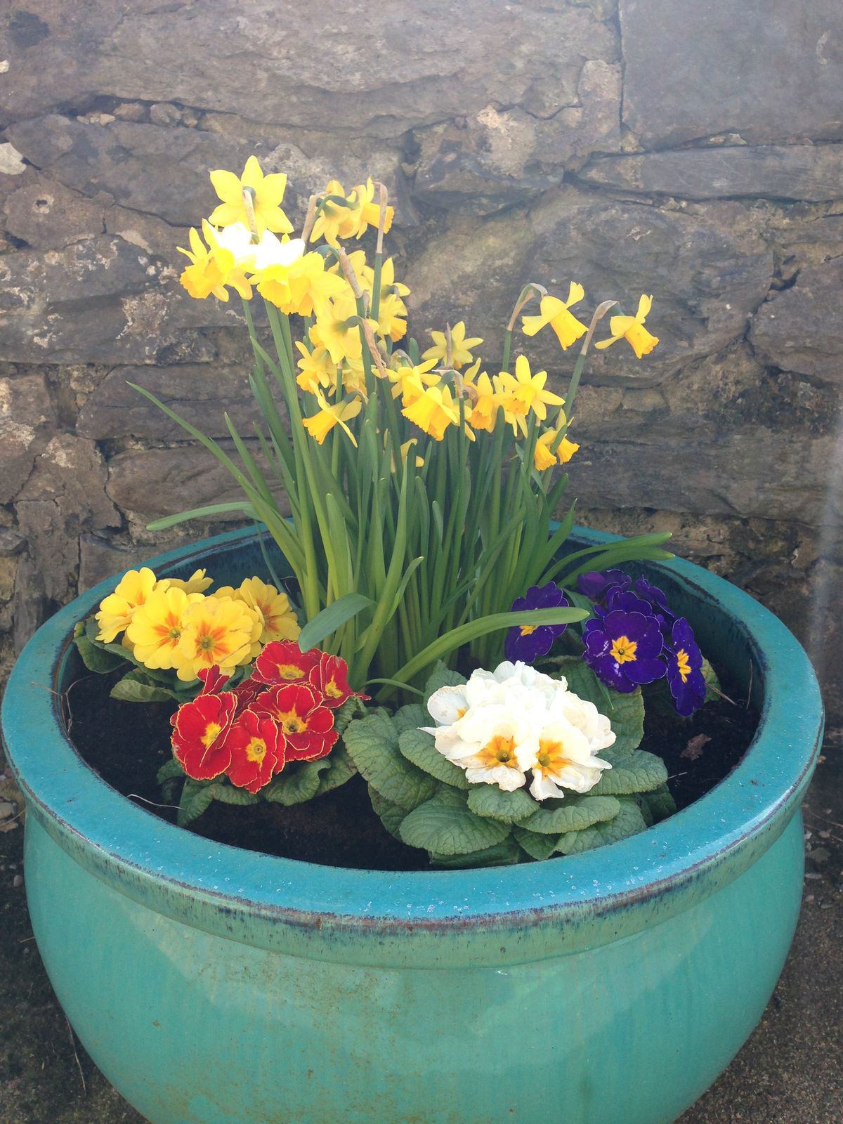 Daffodils and primroses in a pot by the farmhouse wall