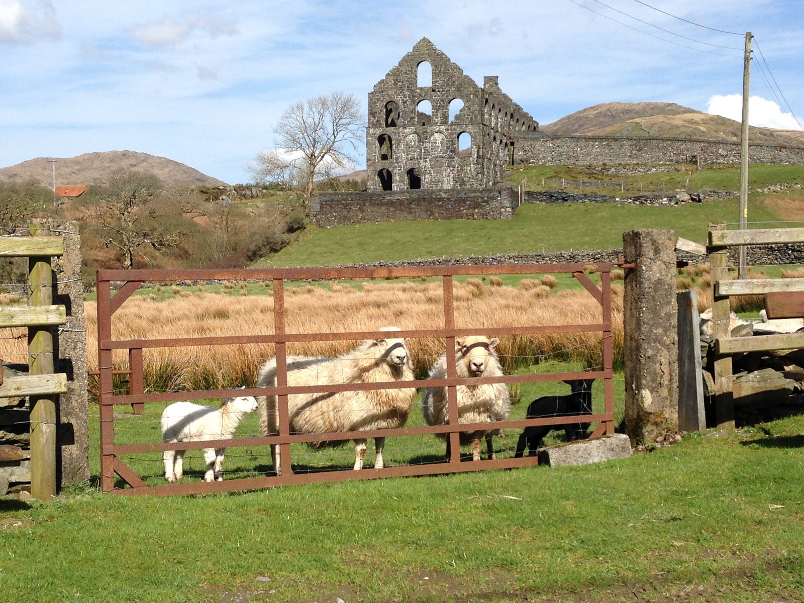 Sheep and lambs by the field gate, with the Ynysypandy slate mill ruins behind