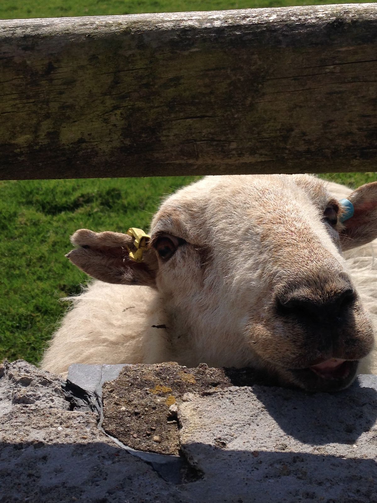 A sheep from the surrounding fields peering over the garden wall